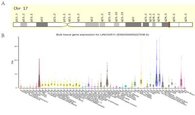 The emerging roles of LINC00511 in breast cancer development and therapy